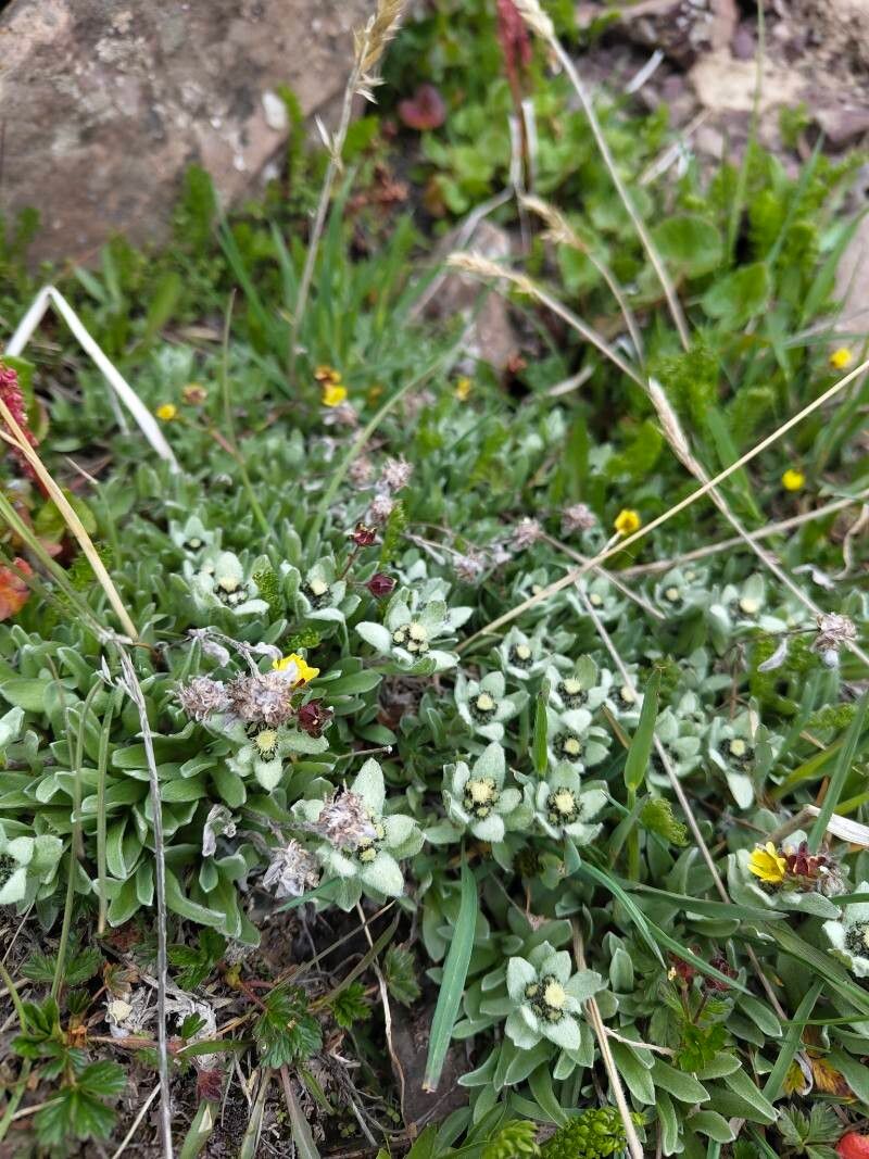 Leontopodium leontopodinum habit