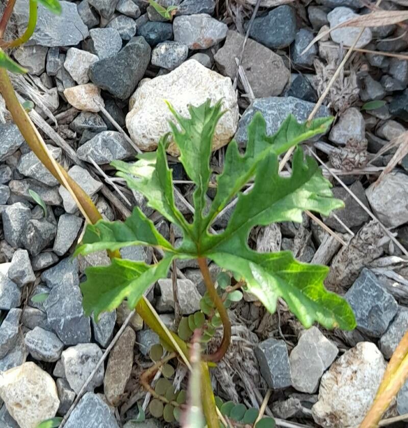 Merremia dissecta leaf