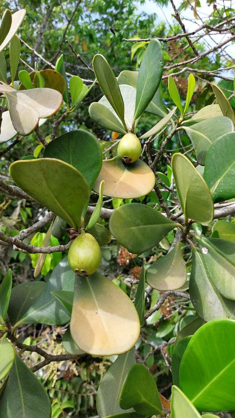 Clusia weddelliana fruit