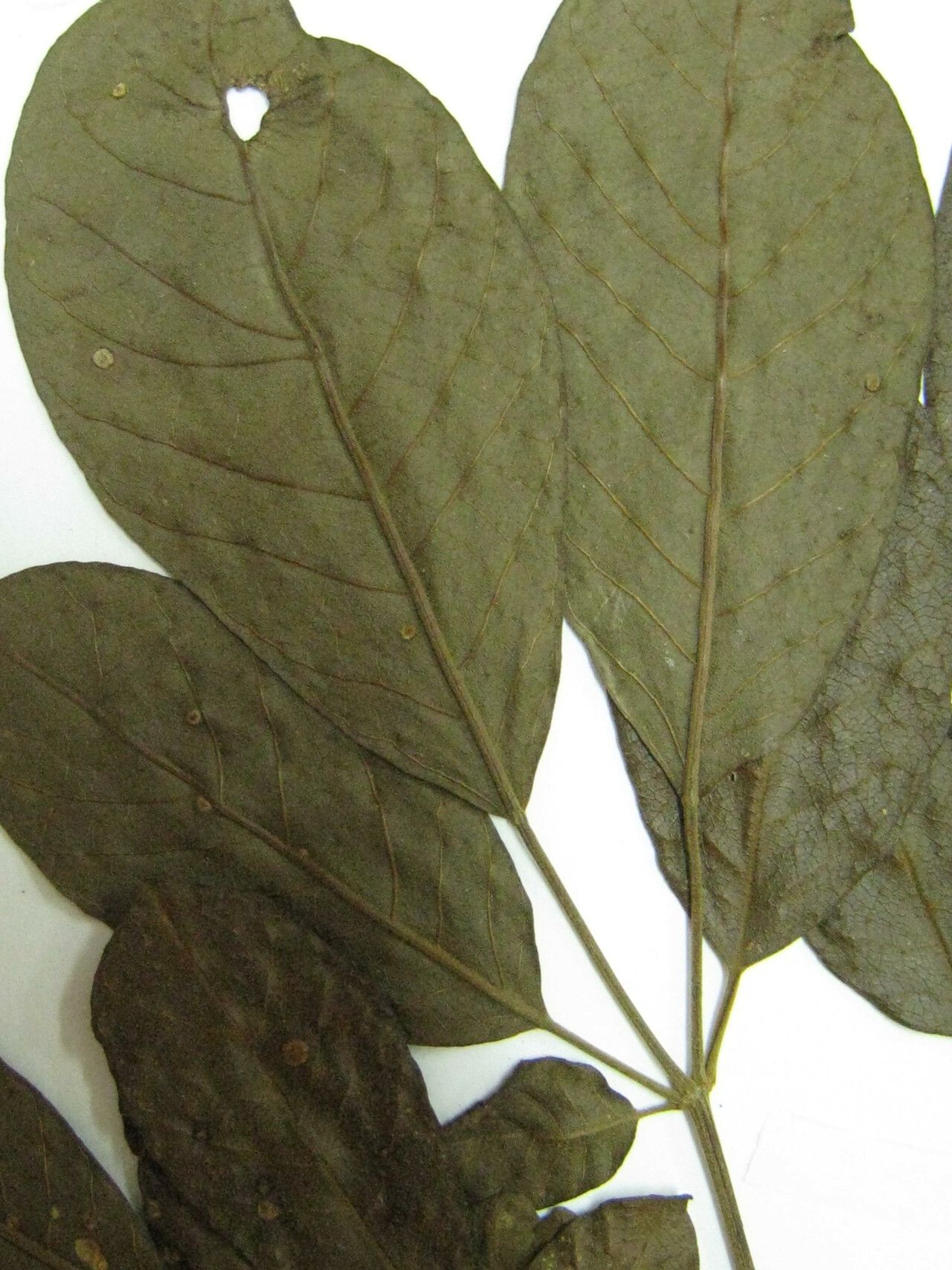 Handroanthus capitatus other