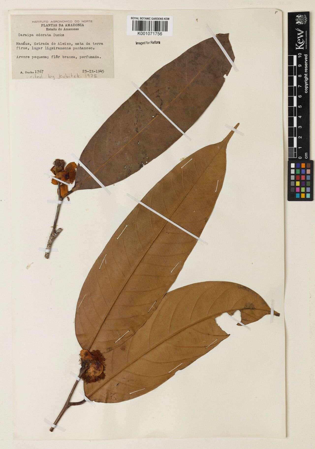 Caraipa odorata fruit