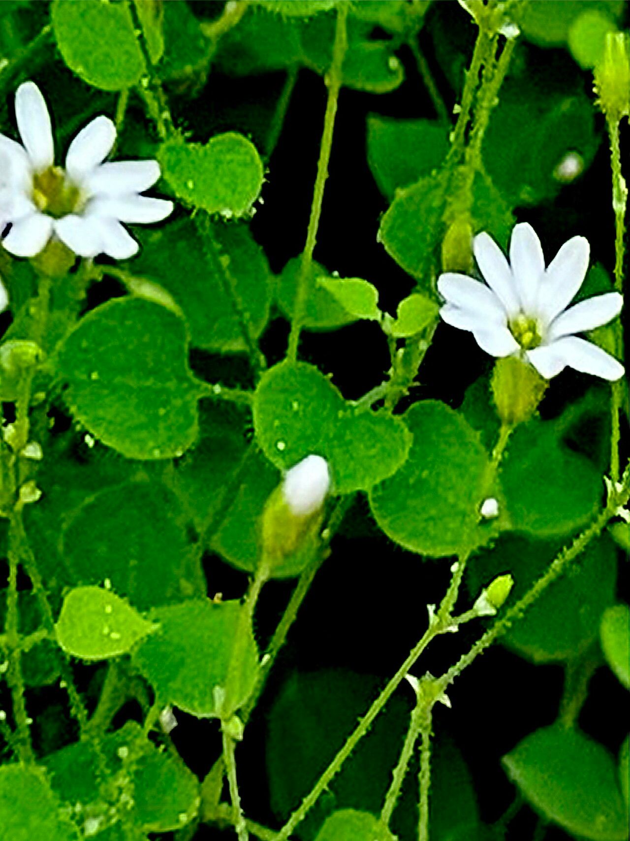 Drymaria debilis — related species from the same genus