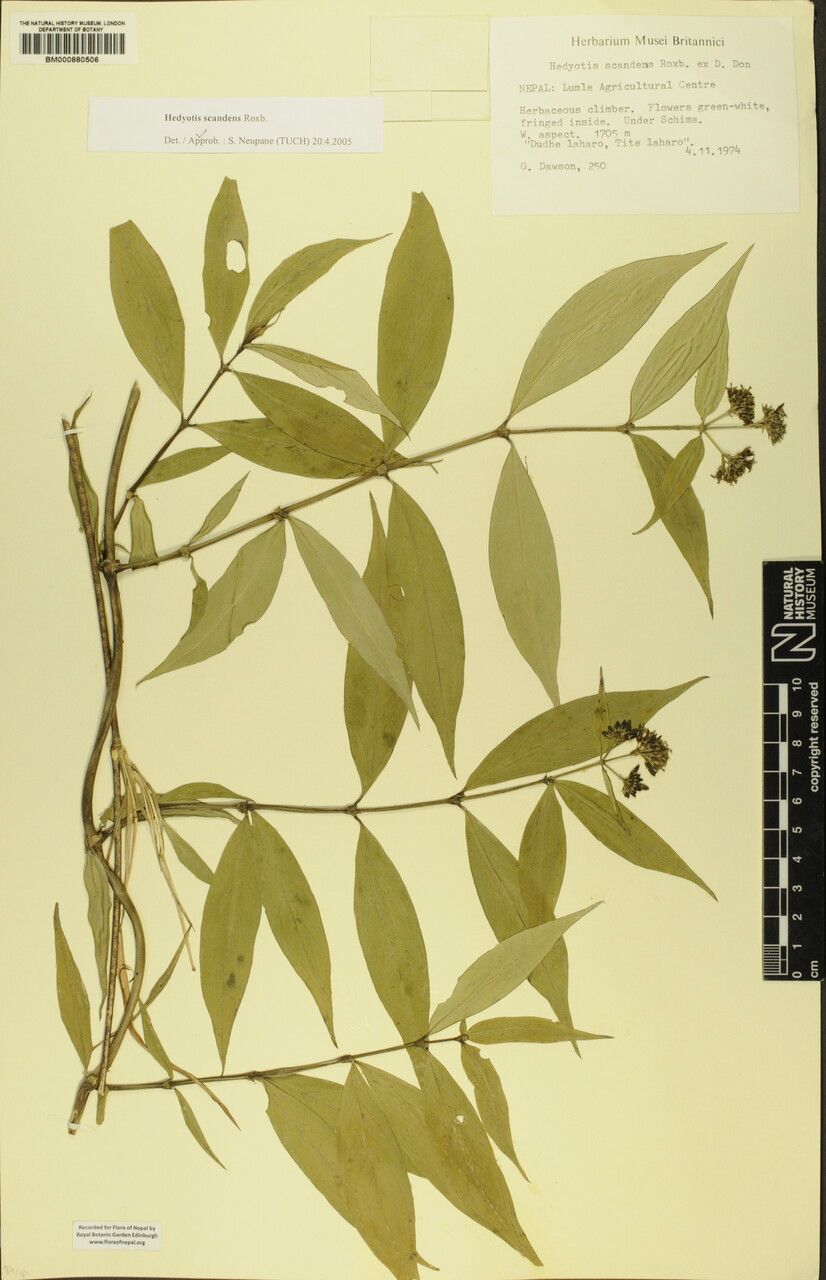 Dimetia scandens — houseplant care guide