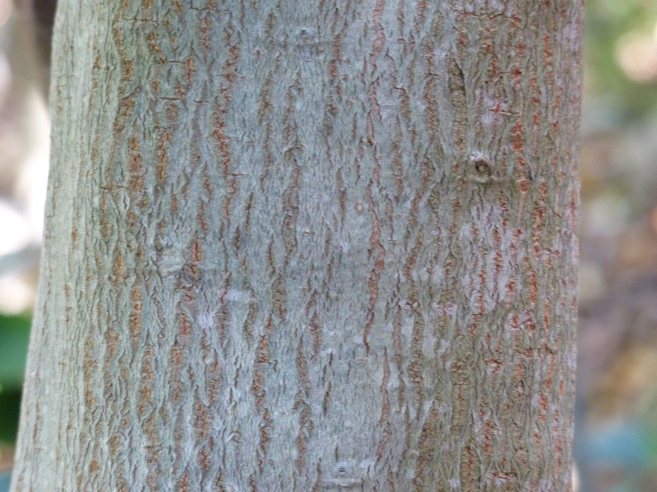 Myrsine melanophloeos bark