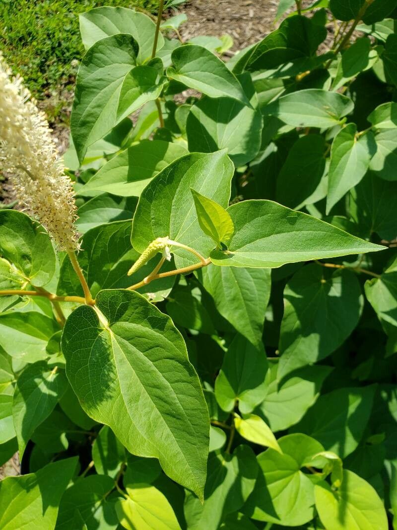 Saururus cernuus — related species from the same genus
