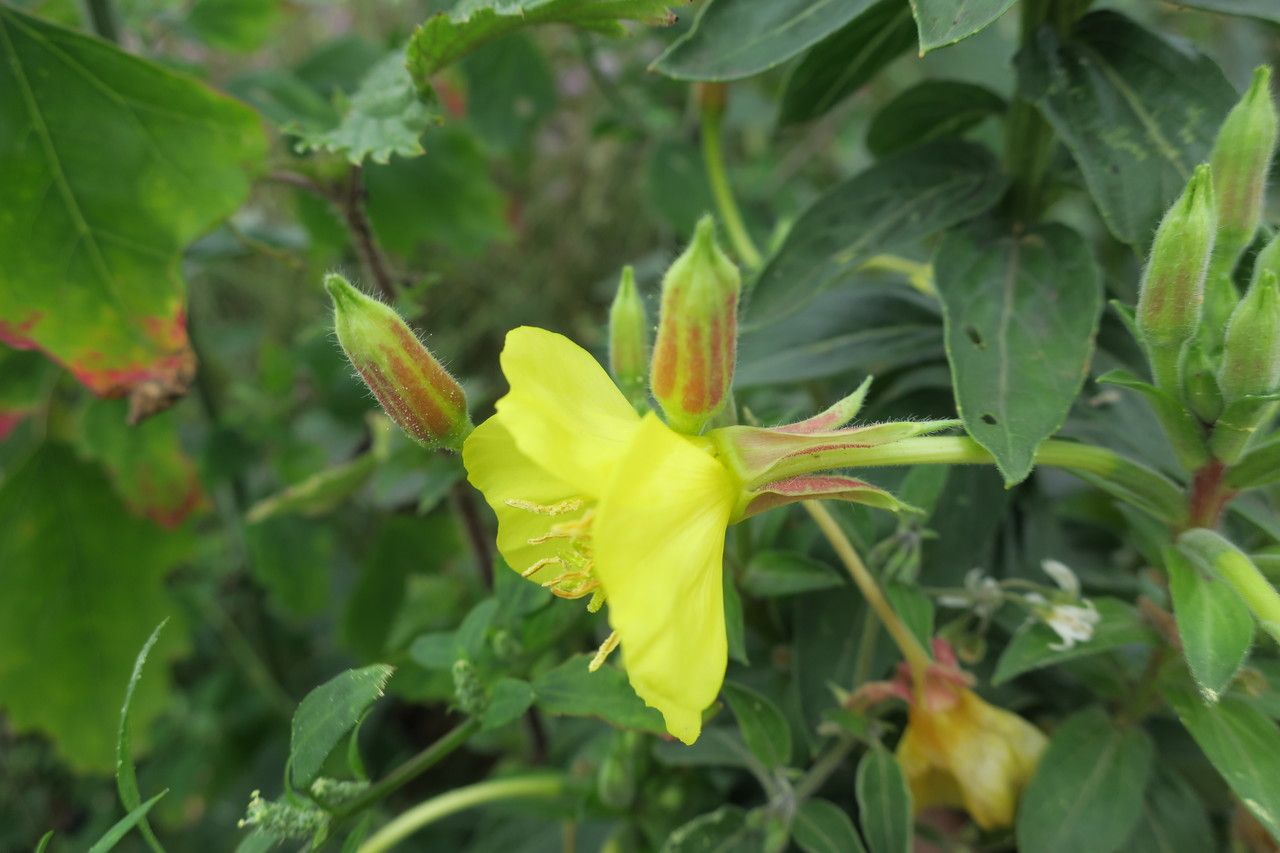 Oenothera oakesiana flower