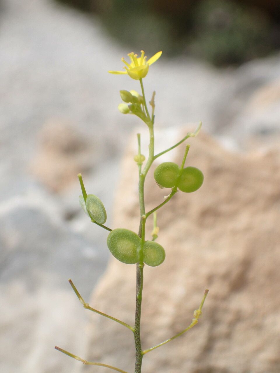 Biscutella lima fruit