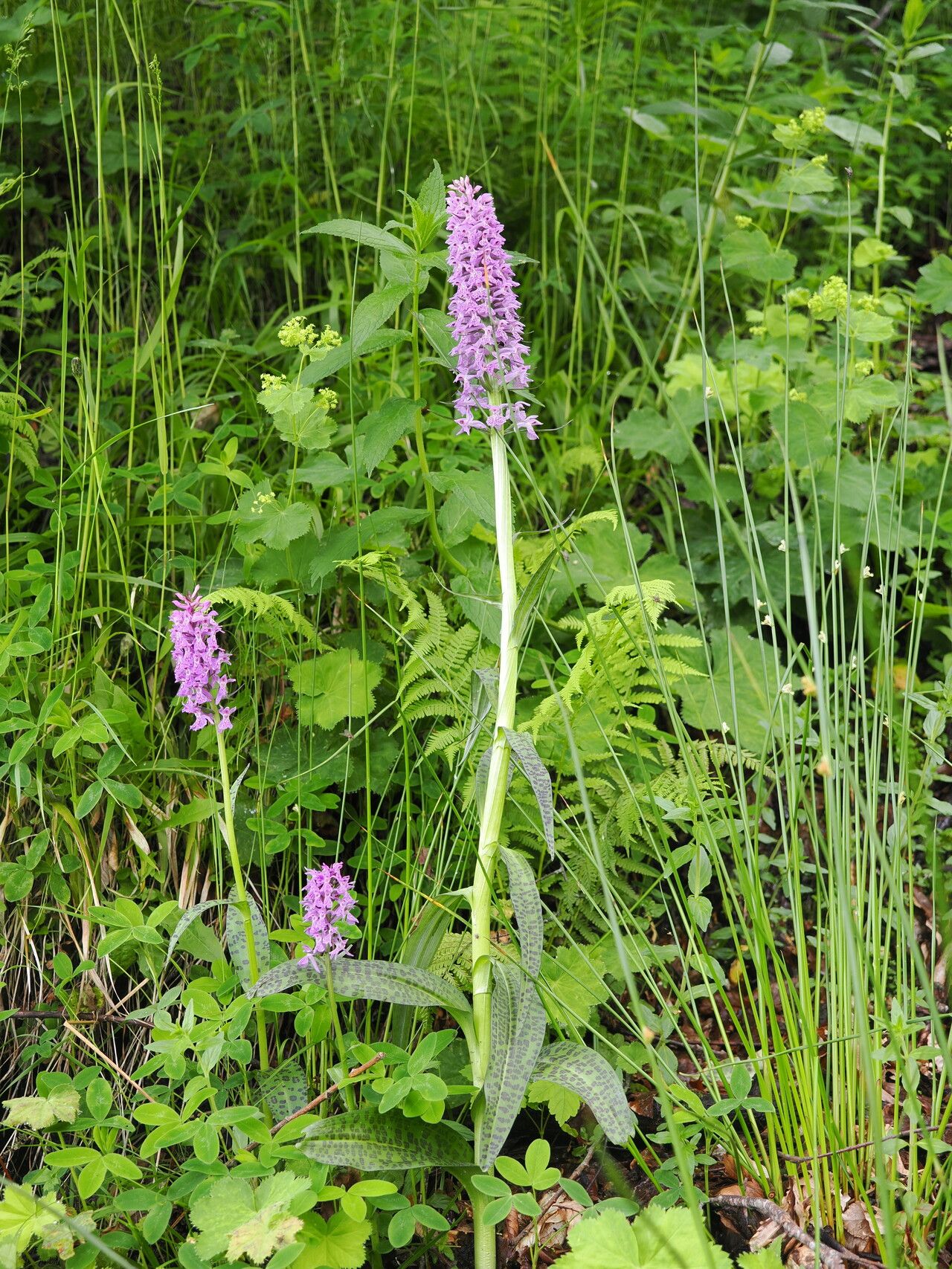 Dactylorhiza urvilleana — search result for 'Dactylorhiza'