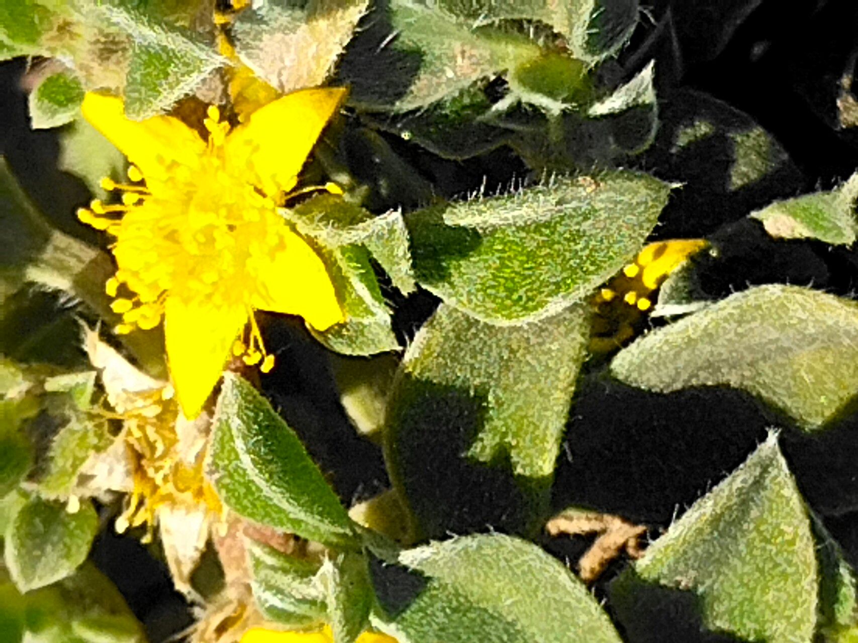 Aizoon rigidum flower