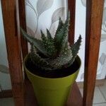 Aloe aculeata