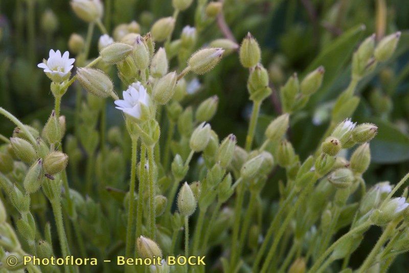 Cerastium gracile habit