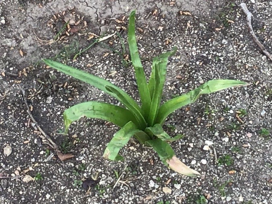 Allium sphaerocephalon leaf