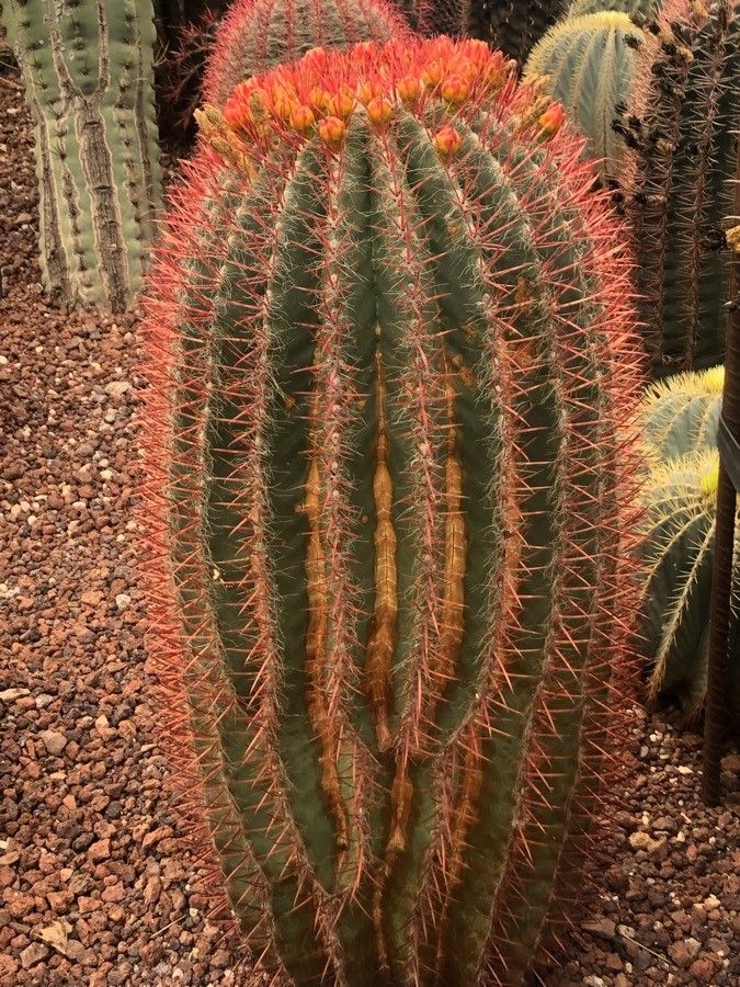 Ferocactus gracilis — houseplant care guide