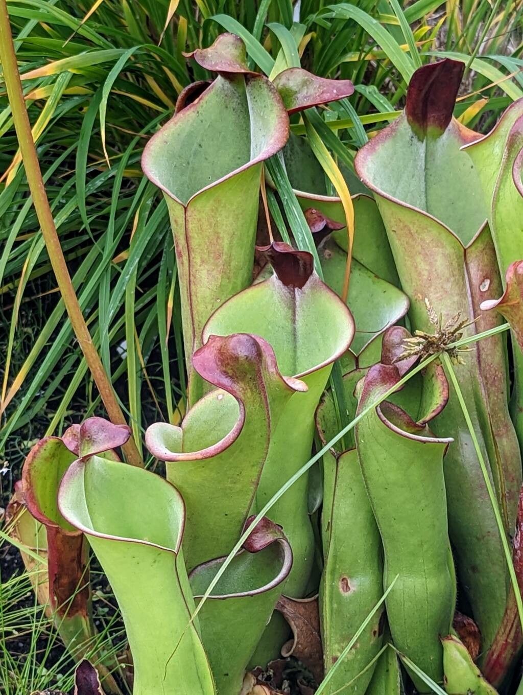 Heliamphora heterodoxa leaf