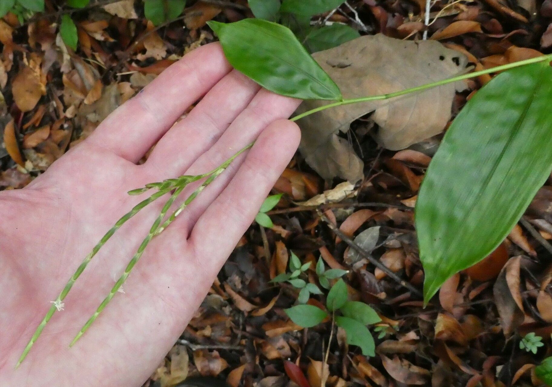 Guaduella oblonga habit