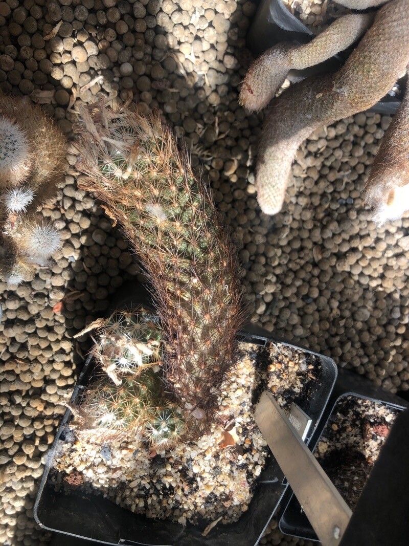 Escobaria hesteri — houseplant care guide