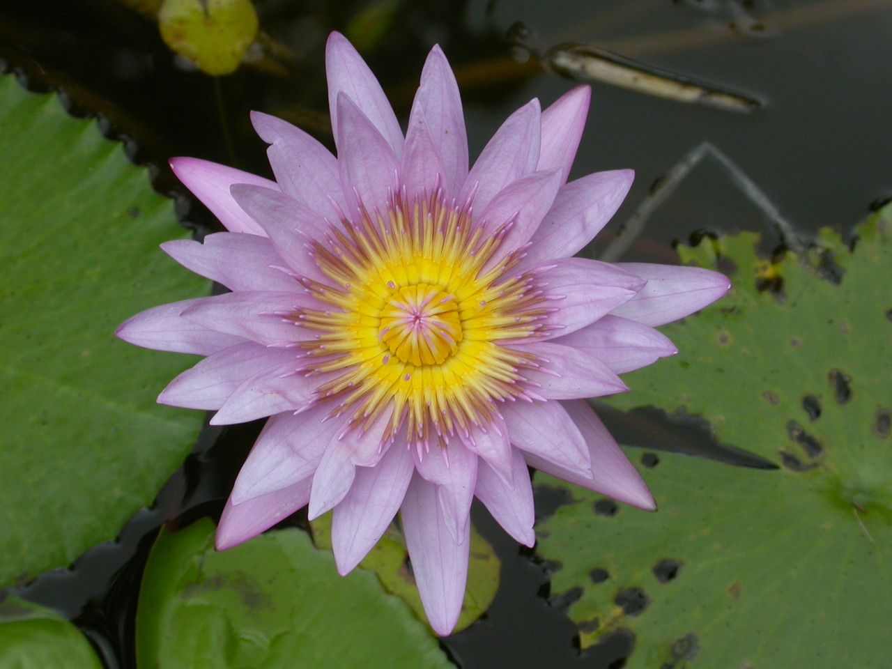 Nymphaea caerulea flower