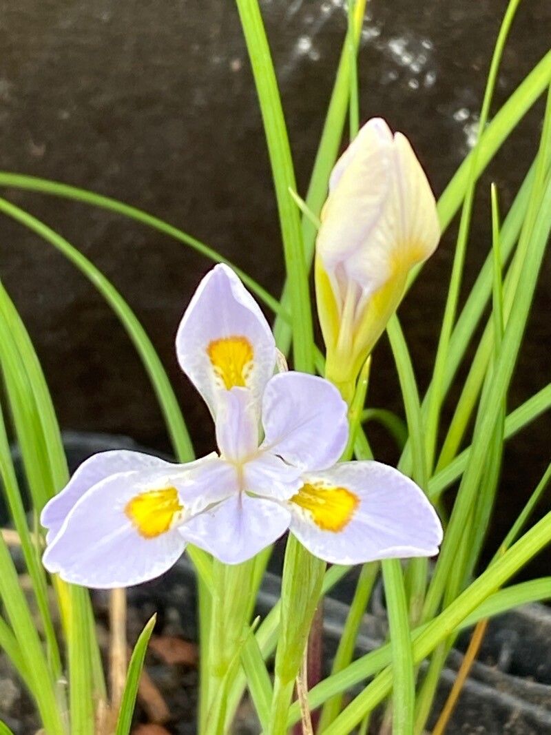Iris henryi — houseplant care guide