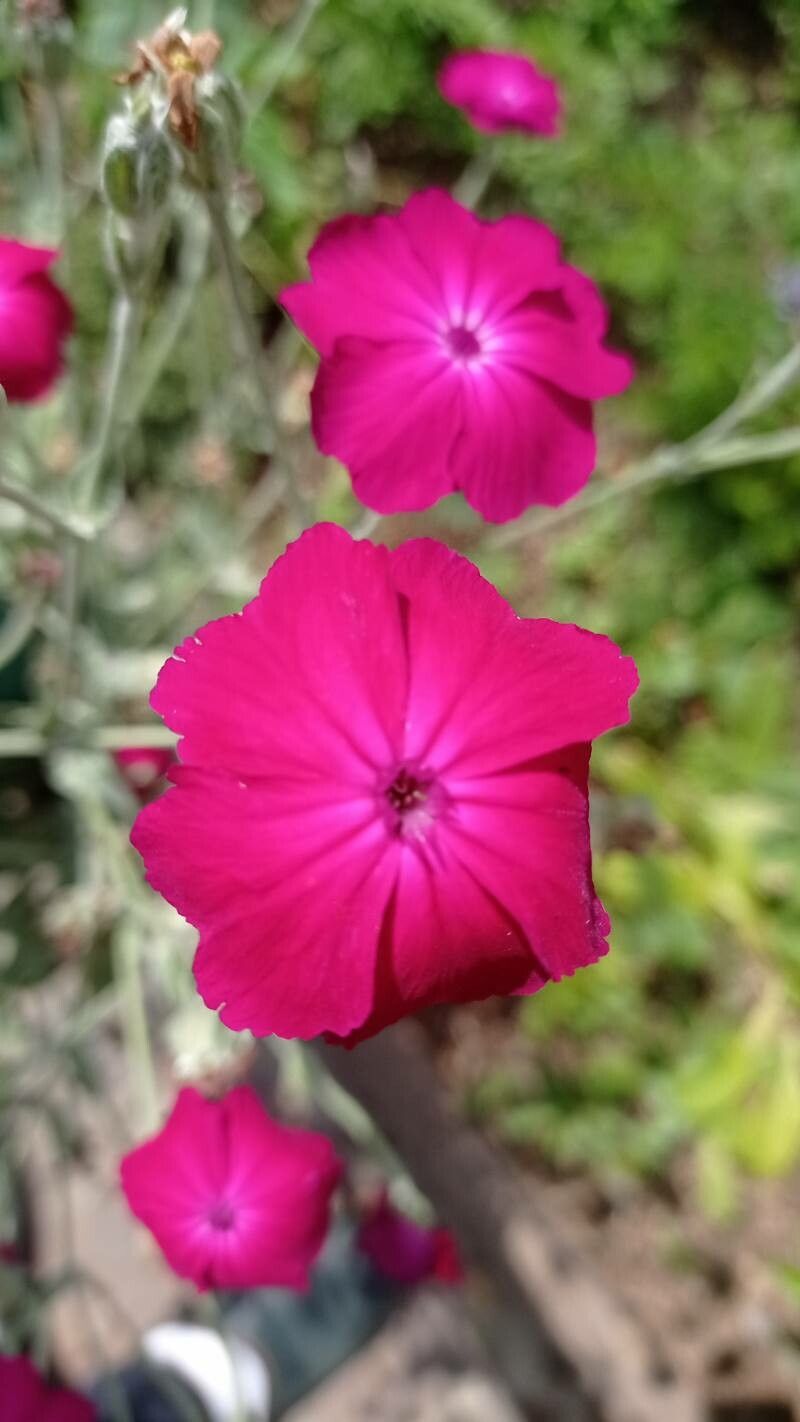 Silene banksia flower