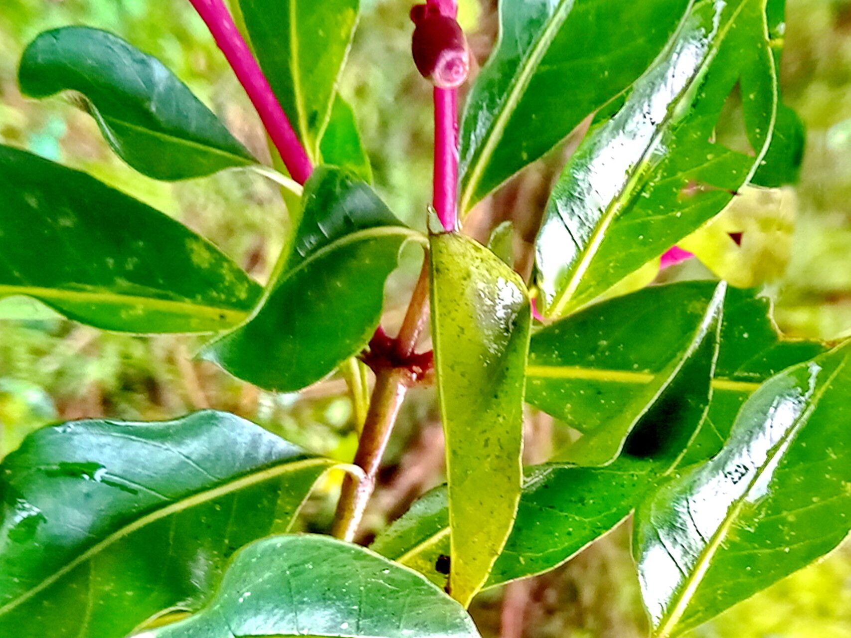 Chassalia acutiflora — related species from the same genus