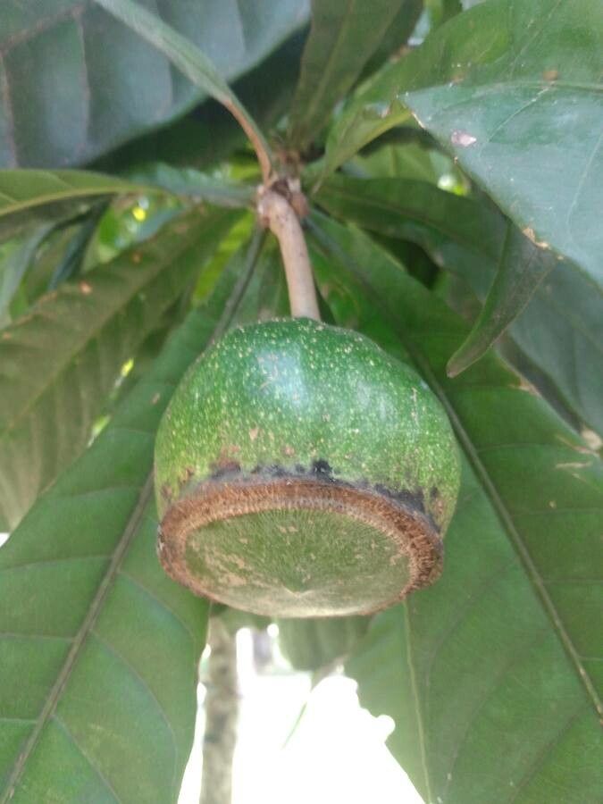 Gustavia superba fruit