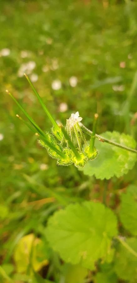 Erodium aethiopicum fruit