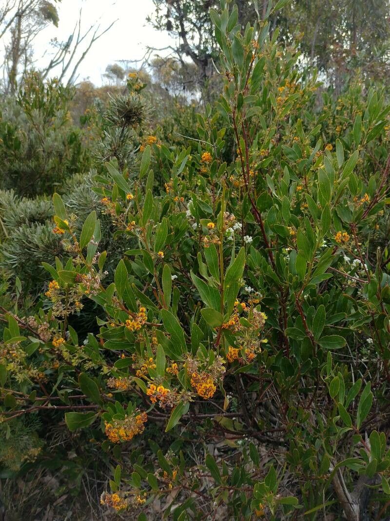 Daviesia corymbosa habit