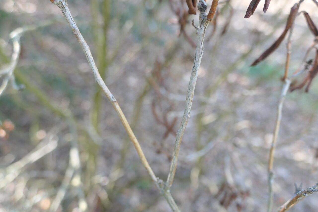 Rhododendron ambiguum bark