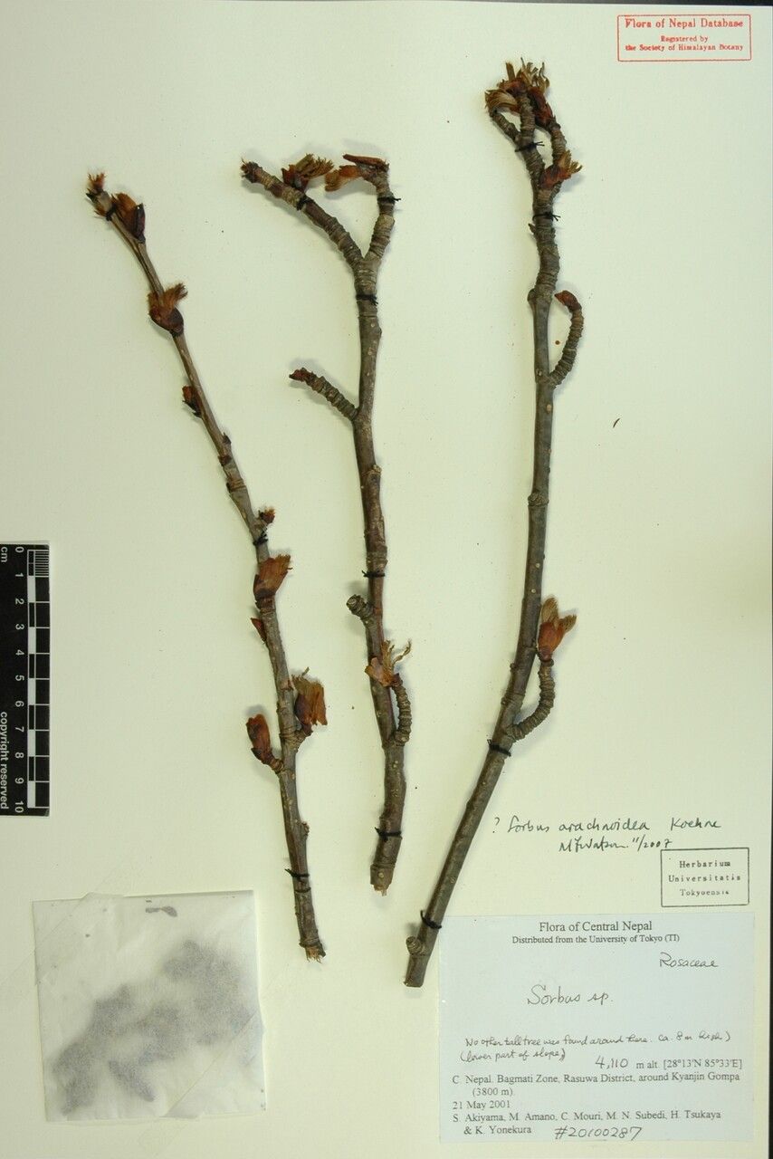 Sorbus arachnoidea other