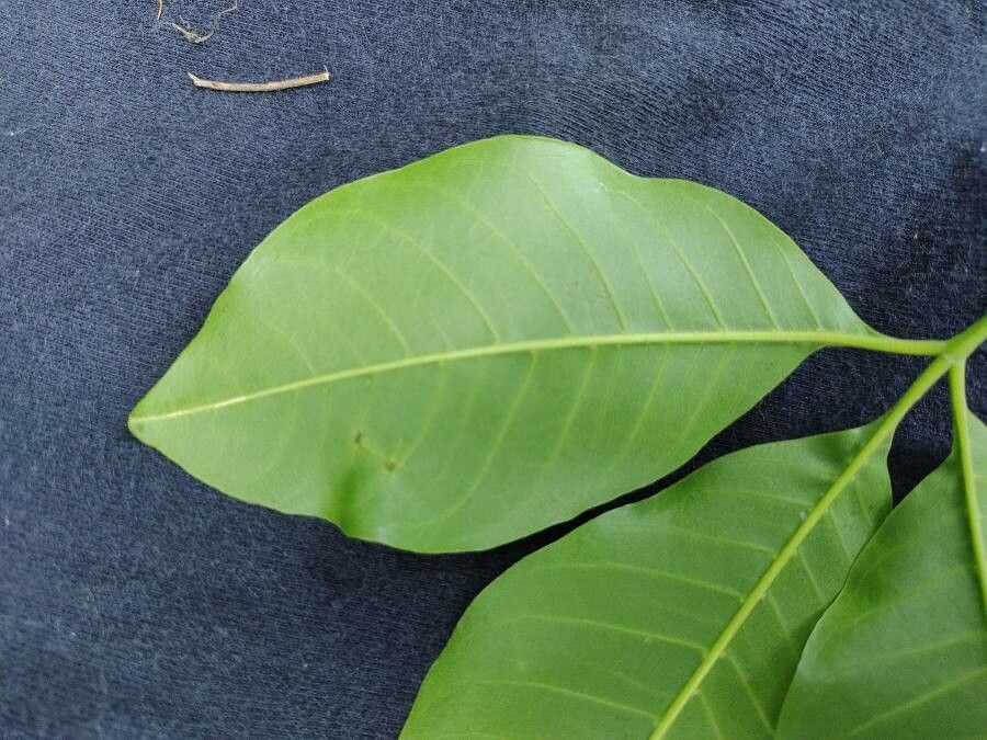 Balfourodendron riedelianum leaf