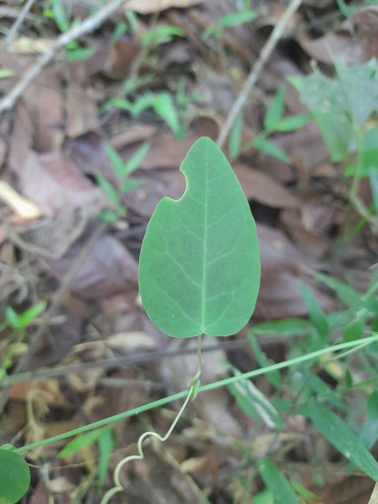 Passiflora miersii — houseplant care guide