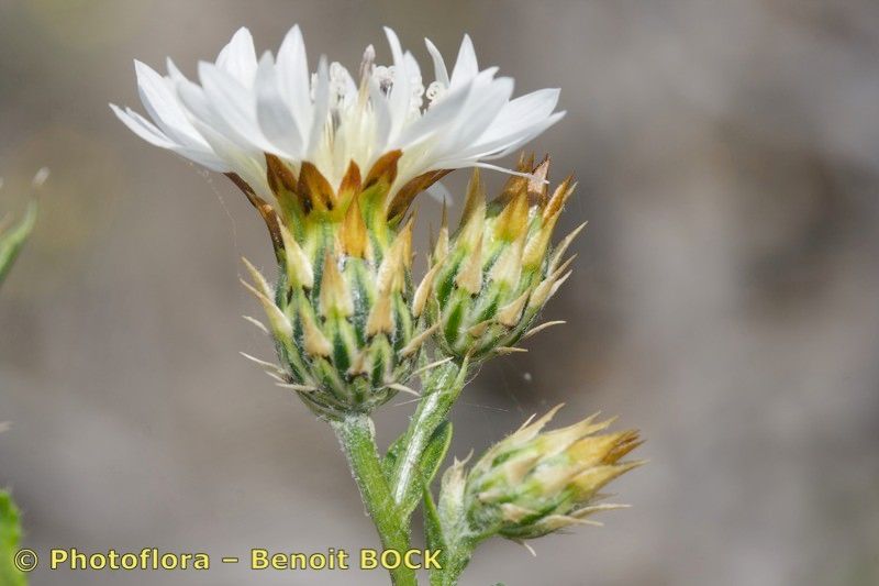 Volutaria bollei flower