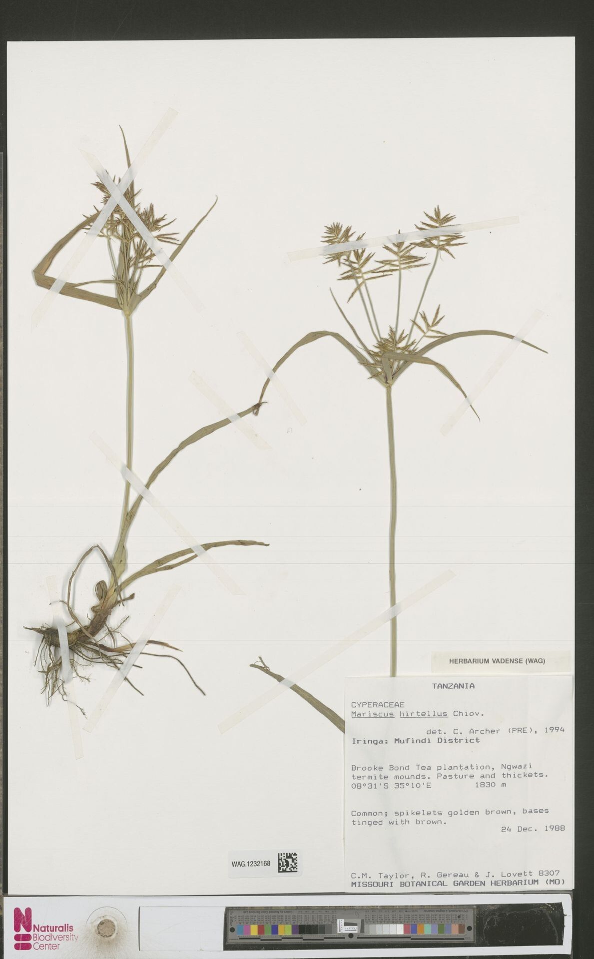 Cyperus hirtellus — houseplant care guide