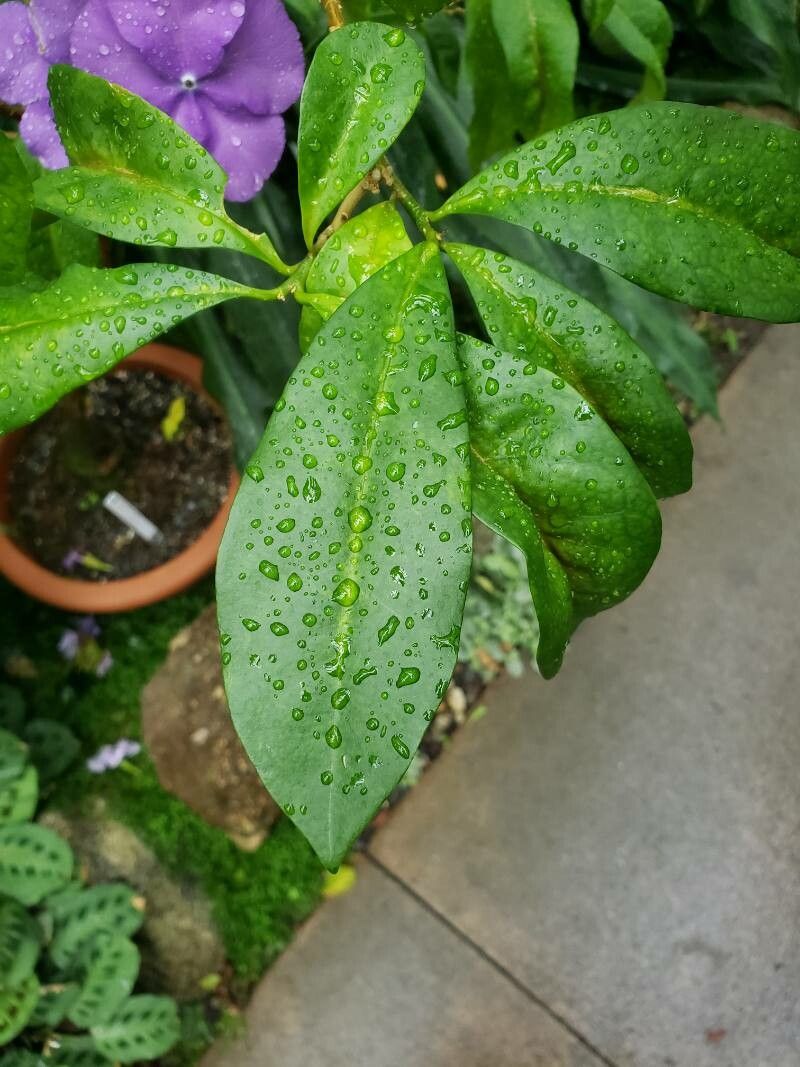 Brunfelsia pauciflora