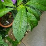 Brunfelsia pauciflora