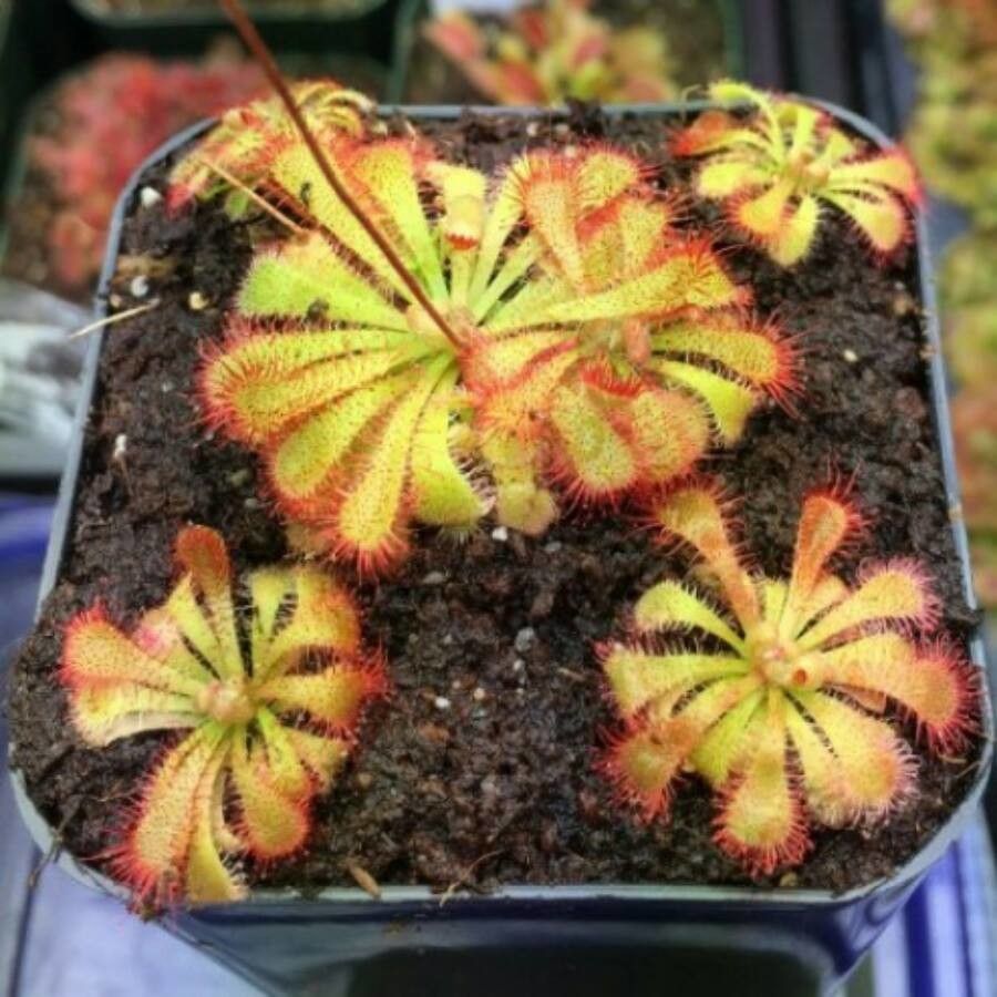 Drosera spatulata leaf