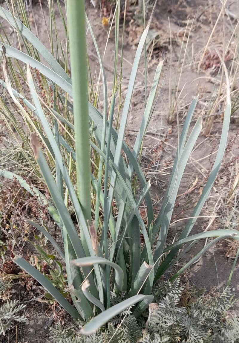 Zephyranthes gilliesiana — houseplant care guide