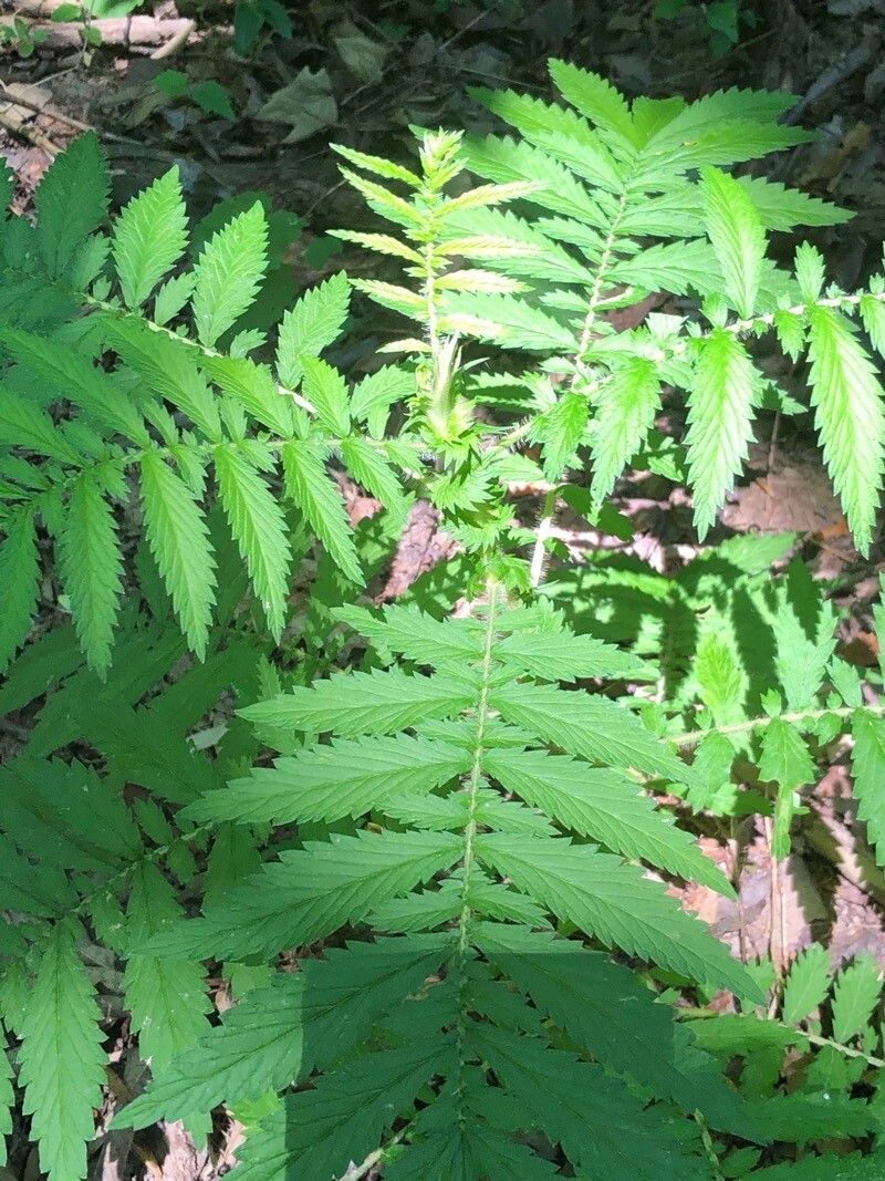 Agrimonia pubescens leaf