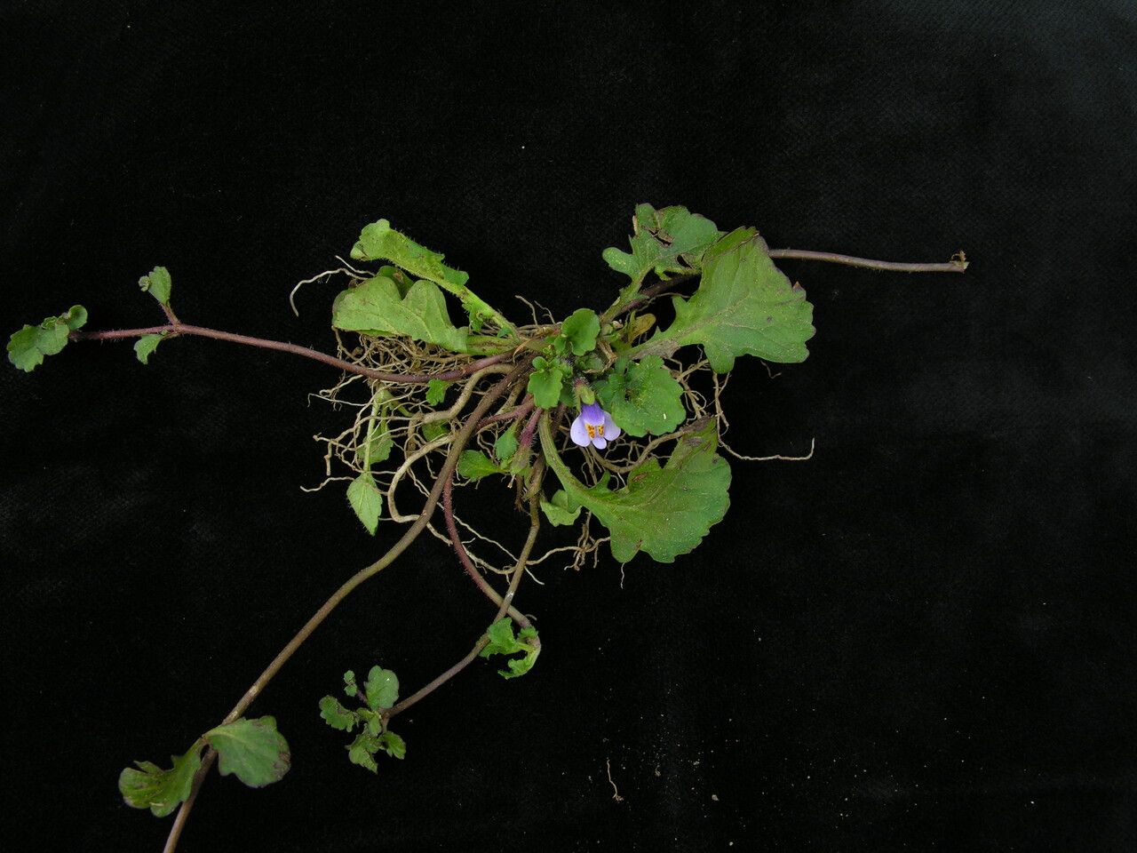 Mazus surculosus habit