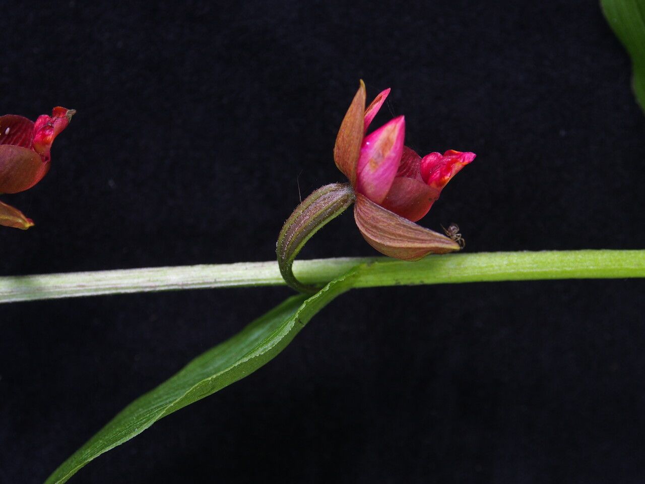 Epipactis royleana other