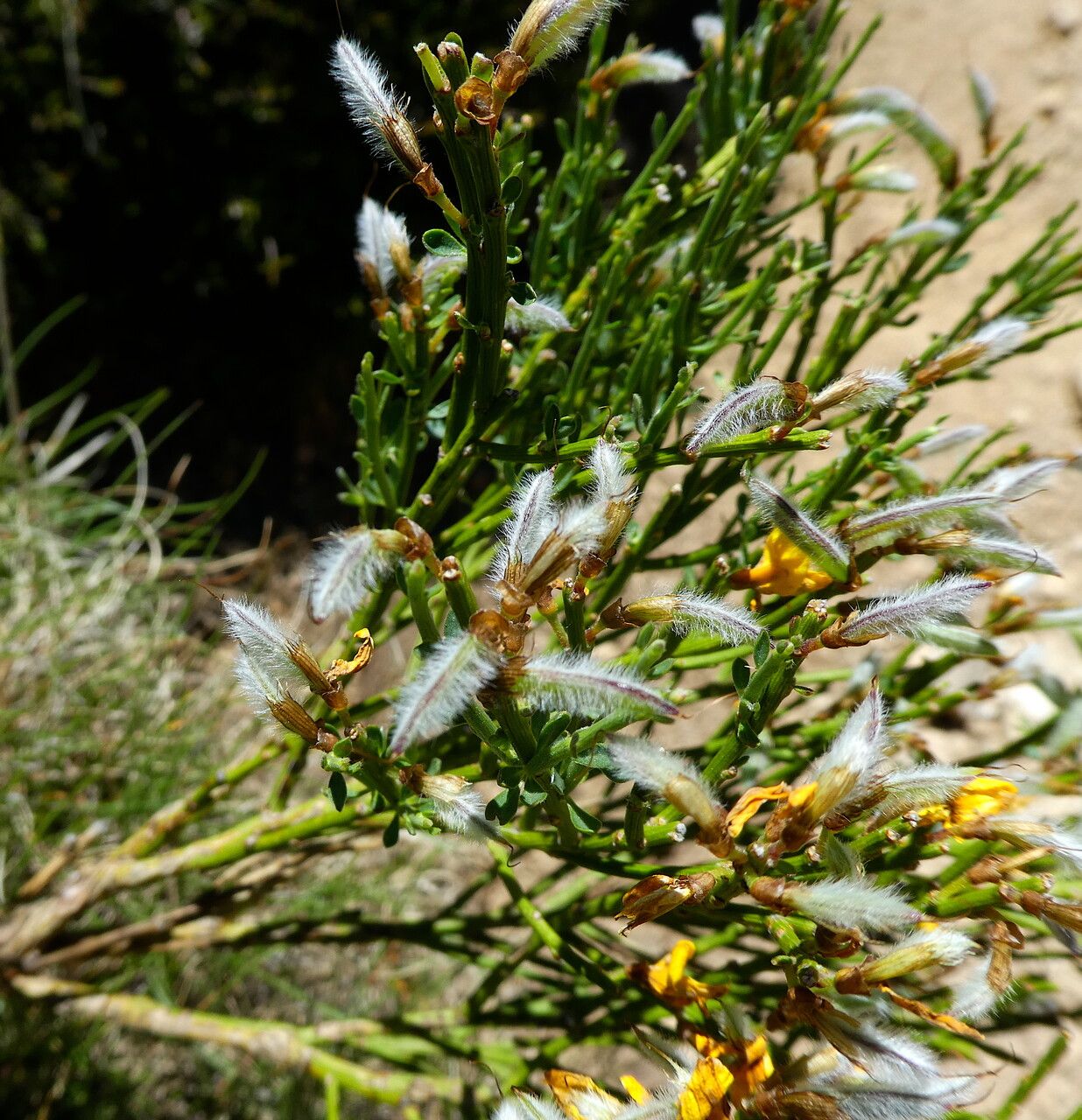 Cytisus balansae bark