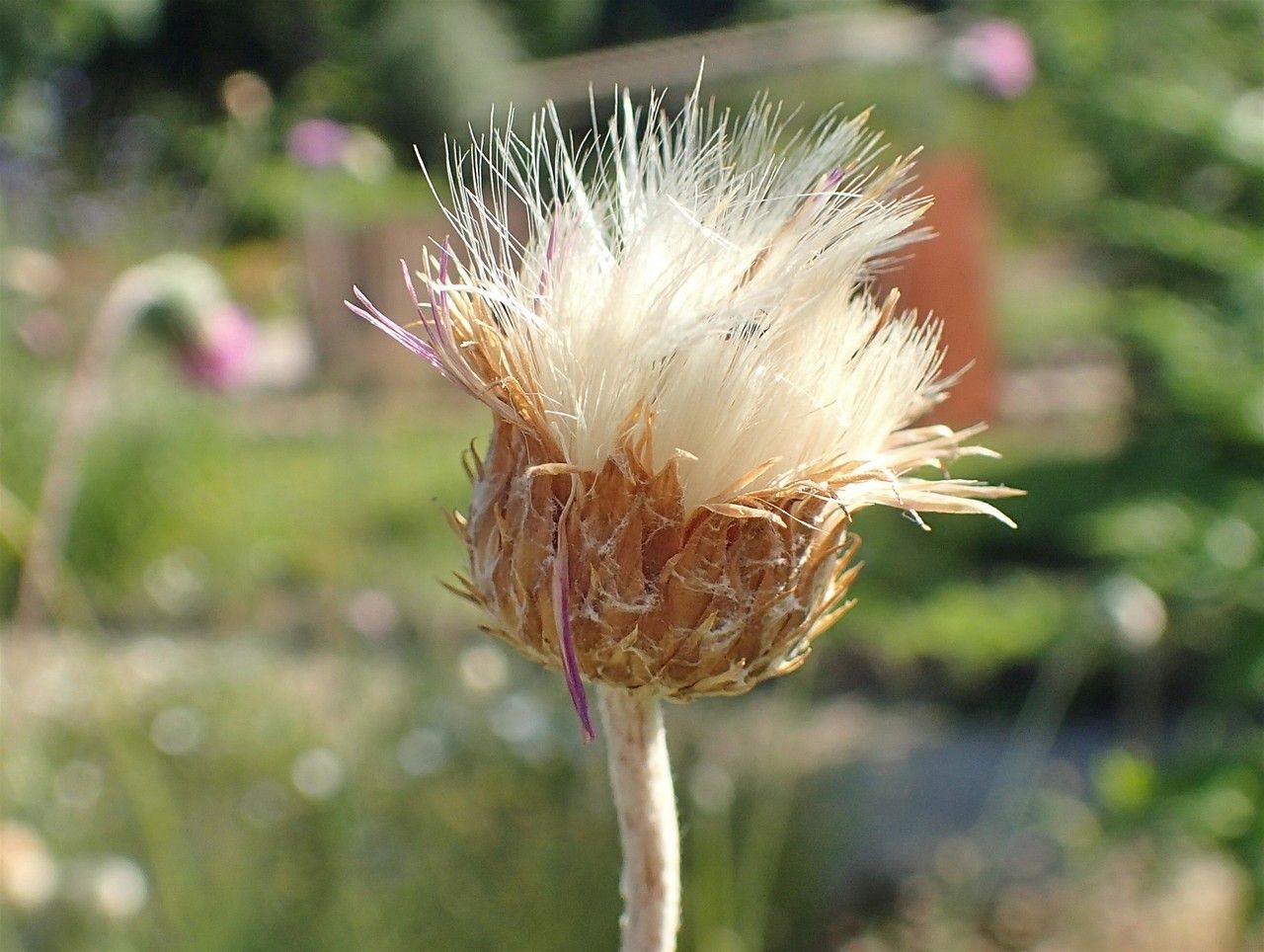 Tyrimnus leucographus fruit