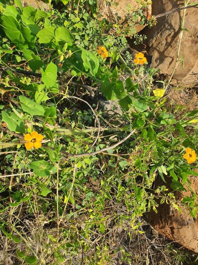 Momordica boivinii habit