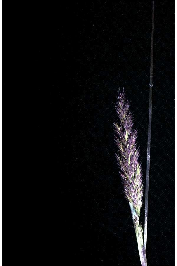 Calamagrostis neglecta flower