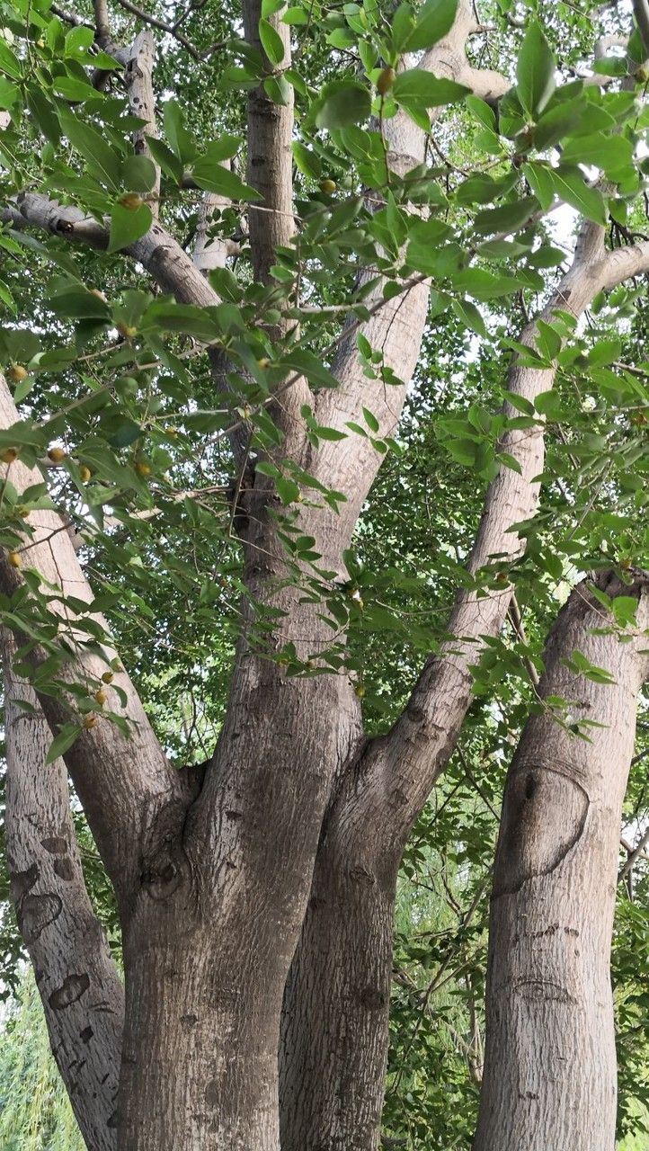 Celtis bungeana habit