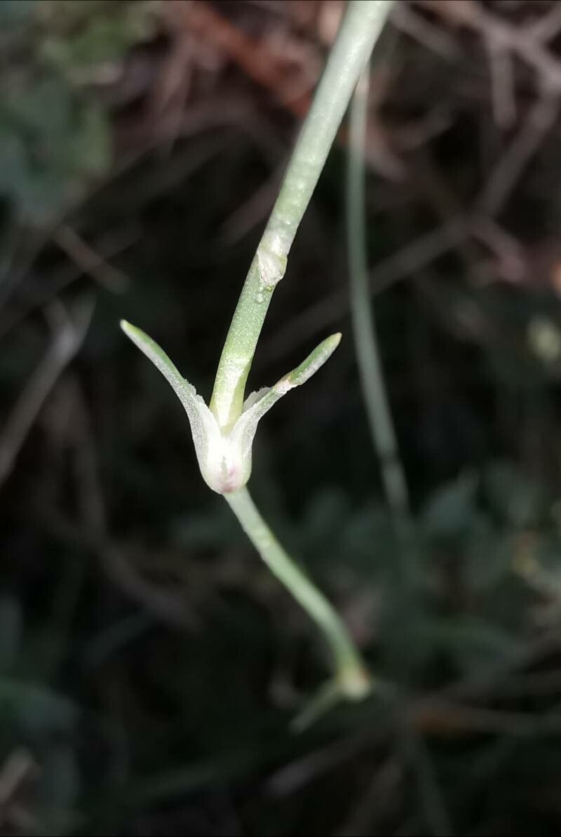 Dianthus integer bark