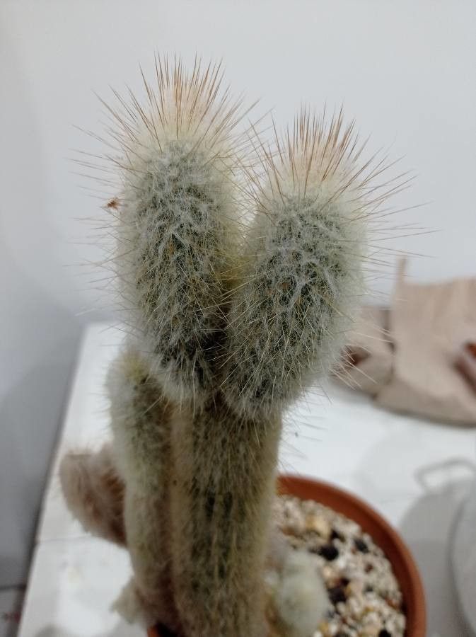 Espostoopsis dybowskii bark