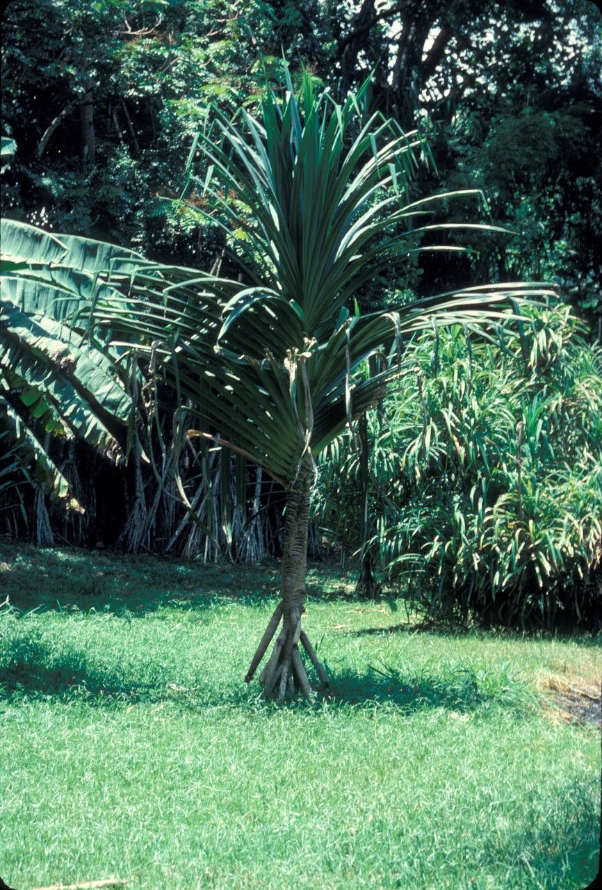 Pandanus leram — search result for 'Pandanus'