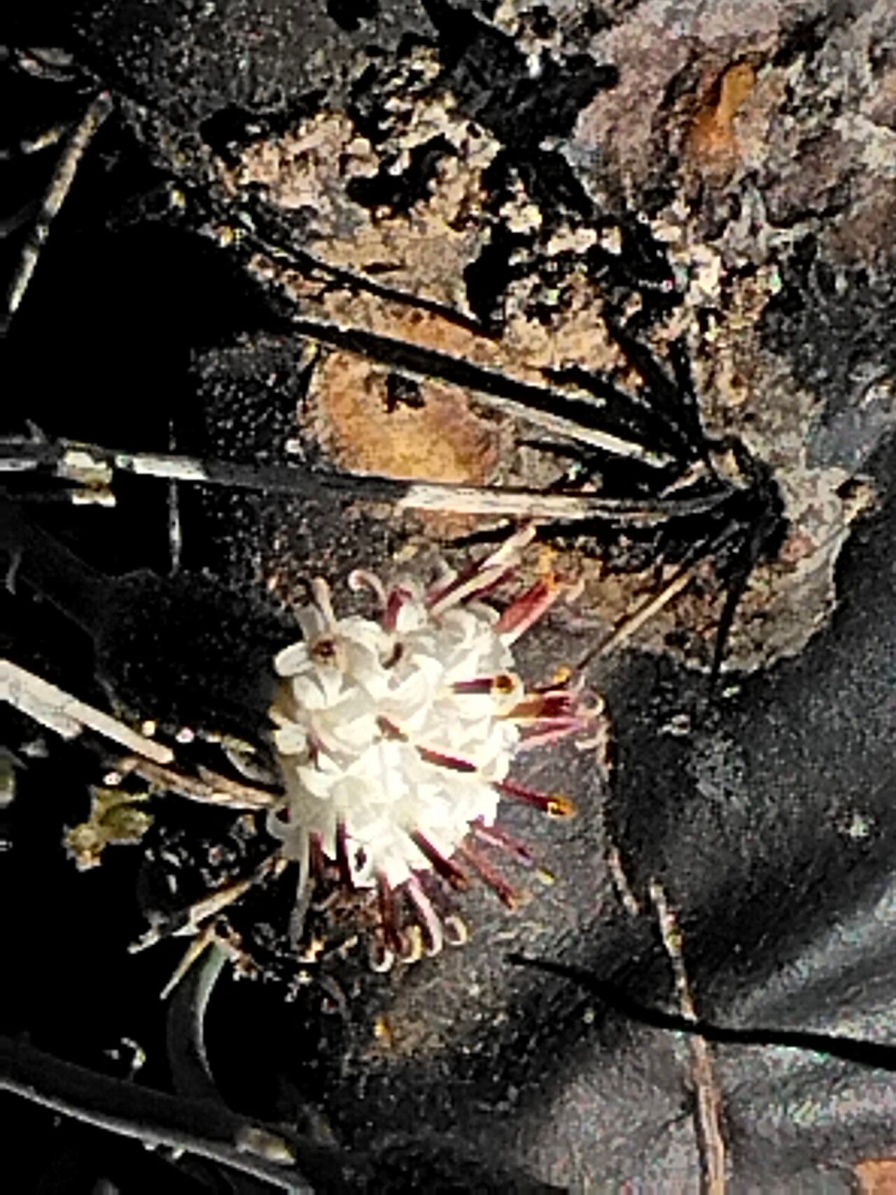 Senecio radicans flower