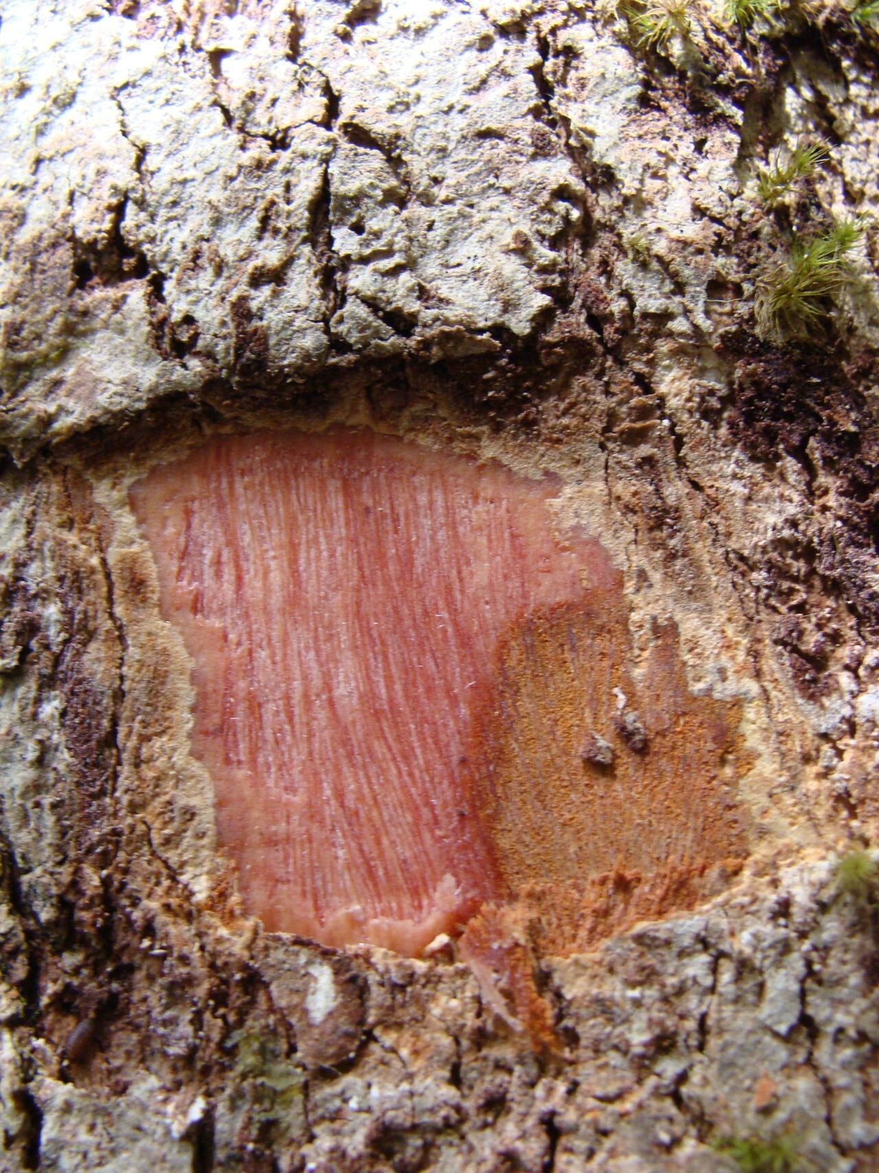 Cunonia austrocaledonica bark